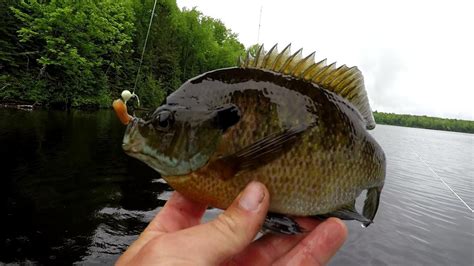 How to Catch Bluegill .